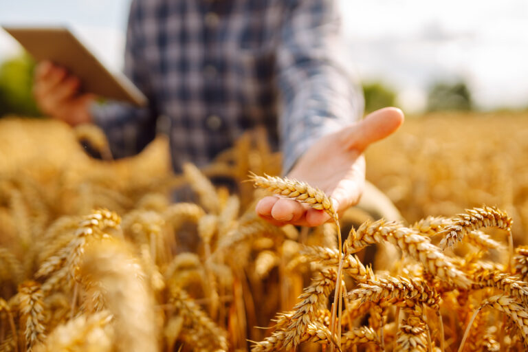 WashU launches FARM to drive food system transformation